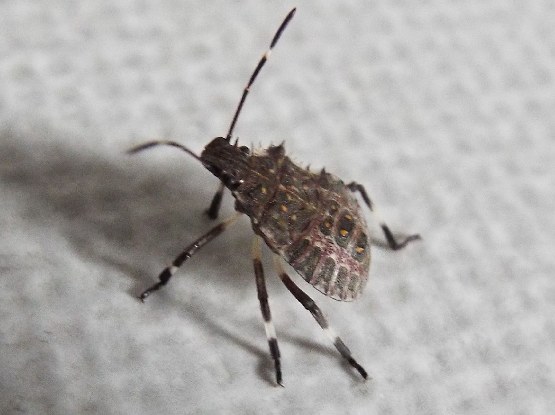 Ninfa di Halyomorpha halys (Pentatomidae)